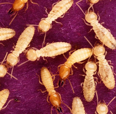 Eles moram nas frestas dos móveis, onde costuram galerias na madeira. Dá para detectar a presença deles pelo pó que aparece no chão - não são restos do móvel, mas fezes de cupim. Eles moram nas frestas dos móveis, onde costuram galerias na madeira. Dá para detectar a presença deles pelo pó que aparece no chão - não são restos do móvel, mas fezes de cupim.