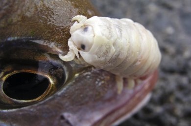 <i>Cymotoa exigua</i> - Esse artrópode bizarro é um parasita de peixes. Ele entra nos hospedeiros pelas barbatanas. Uma vez dentro, viaja até a língua do peixe e se prende ali, interrompendo a circulação de sangue no local e causando a morte do órgão. Depois disso, o <i>Cymotoa exigua</i> aproveita o banquete!