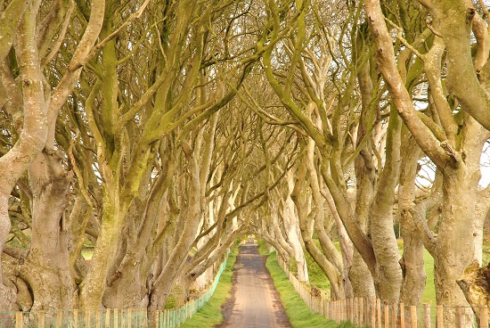 Dark Hedges, na Irlanda do Norte, ficou famosa recentemente. O local apareceu em cenas de Guerra dos Tronos.