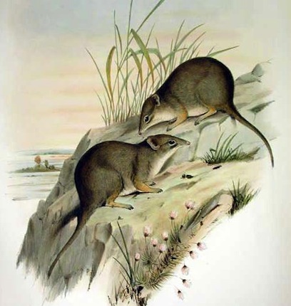 DIBBLER - Esse ratinho marsupial entrou para a lista de animais extintos em 1884 e por lá ficou até 1967, quando um naturalista australiano capturou, por engano, um casal de dibblers. A ninhada da fêmea, de 8 filhotes, foi criada em cativeiro para assegurar que eles iriam crescer firmes e fortes, longe de predadores. DIBBLER - Esse ratinho marsupial entrou para a lista de animais extintos em 1884 e por lá ficou até 1967, quando um naturalista australiano capturou, por engano, um casal de dibblers. A ninhada da fêmea, de 8 filhotes, foi criada em cativeiro para assegurar que eles iriam crescer firmes e fortes, longe de predadores.