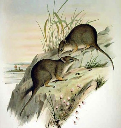 DIBBLER - Esse ratinho marsupial entrou para a lista de animais extintos em 1884 e por lá ficou até 1967, quando um naturalista australiano capturou, por engano, um casal de dibblers. A ninhada da fêmea, de 8 filhotes, foi criada em cativeiro para assegurar que eles iriam crescer firmes e fortes, longe de predadores.