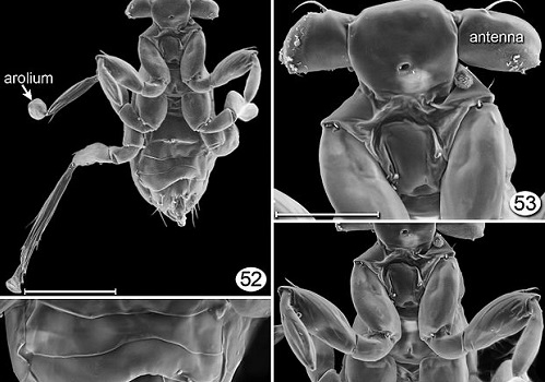Quando o assunto são insetos, poucos são menores do que a <i>Dicopomorpha echmepterygis</i>, uma vespa. Os machos medem em torno de 0.13 mm.
