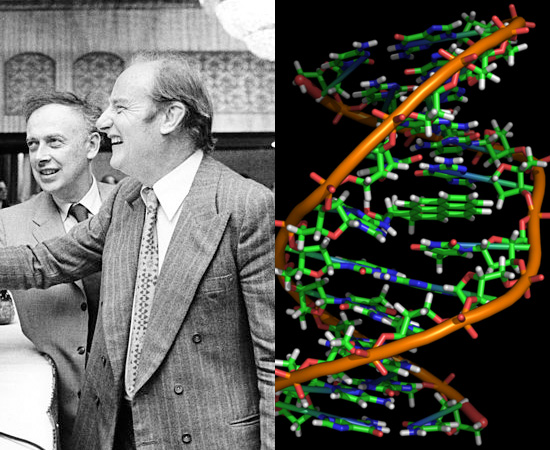 ESTRUTURA DO DNA (1953) - A molécula do DNA foi descoberta pelos pesquisadores James Watson e Francis Crick. ESTRUTURA DO DNA (1953) - A molécula do DNA foi descoberta pelos pesquisadores James Watson e Francis Crick.