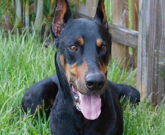 5º lugar - DOBERMANN - Esta raça é extremamente leal e corajosa. Cada indivíduo tem um temperamento diferente. Alguns são agressivos enquanto outros são bastante dóceis.