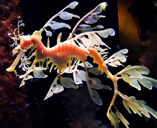 Dragão-marinho-folhado - O corpo desse peixe é quase transparente, por isso os predadores têm dificuldade de vê-lo se mover! É encontrado nas costas sul e oeste da Austrália.