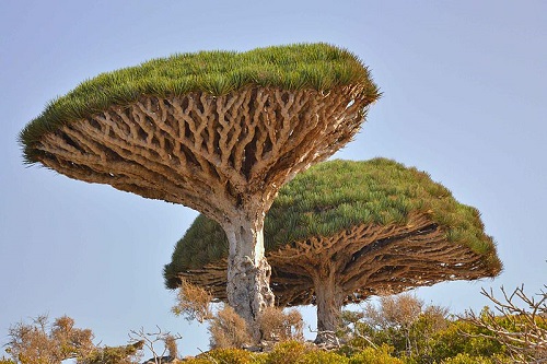 A  Dracaena cinnabari é uma espécie nativa de Socotra, um arquipélago do Iêmen que fica no Oceano Índico.