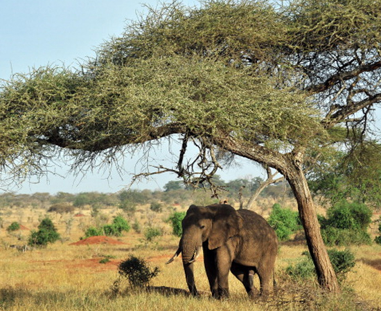 ELEFANTE AFRICANO (Loxodonta spp.) - É o maior mamífero terrestre do mundo. Chega a pesar 7 toneladas.