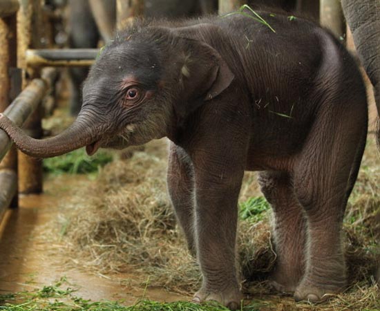 O Elefante Asiático sofre grande risco de extinção. Desde o início do século 20, mais da metade dos indivíduos foi aniquilada pela ação humana. A espécie, que já perdeu grande parte de seu habitat natural, é caçada por comerciantes de marfim e domesticada para fins turísticos em vários países do sudoeste asiático, principalmente na Tailândia. Este elefante da foto nasceu em 2010, no Zoológico de Berlim.