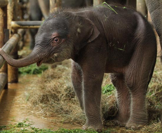 O Elefante Asiático sofre grande risco de extinção. Desde o início do século 20, mais da metade dos indivíduos foi aniquilada pela ação humana. A espécie, que já perdeu grande parte de seu habitat natural, é caçada por comerciantes de marfim e domesticada para fins turísticos em vários países do sudoeste asiático, principalmente na Tailândia. Este elefante da foto nasceu em 2010, no Zoológico de Berlim. O Elefante Asiático sofre grande risco de extinção. Desde o início do século 20, mais da metade dos indivíduos foi aniquilada pela ação humana. A espécie, que já perdeu grande parte de seu habitat natural, é caçada por comerciantes de marfim e domesticada para fins turísticos em vários países do sudoeste asiático, principalmente na Tailândia. Este elefante da foto nasceu em 2010, no Zoológico de Berlim.