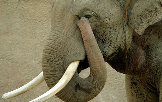 Já os elefantes usam suas trombas e pés para causar vibrações no ambiente ao redor, que são percebidas por outros membros do grupo. É uma forma de comunicação usada para avisar da presença de predadores, por exemplo.