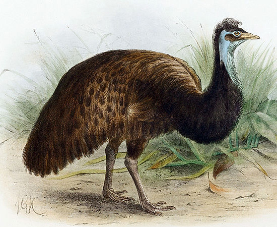 Emu-negro (Dromaius ater) - extinto em 1822.
