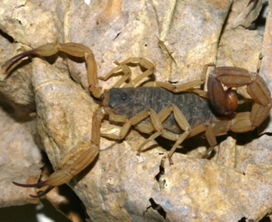 O escorpião-amarelo (Tityus serrulatus) é típico do Sudeste do Brasil. Pode ser reconhecido pela cor amarelada e o tronco escuro. Tem até 7 cm de comprimento e é muito venenoso. Sua picada pode levar à morte por parada respiratória.