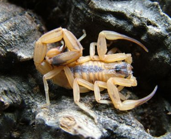 O escorpião-do-nordeste (Tityus stigmurus) tem coloração amarelada para se camuflar no solo arenoso da região Nordeste do Brasil. É reconhecido pelo triângulo preto no cefalotórax, acompanhado de uma faixa ao longo do corpo. Mede cerca de 7 cm de comprimento. Sua picada causa dor e dormência.
