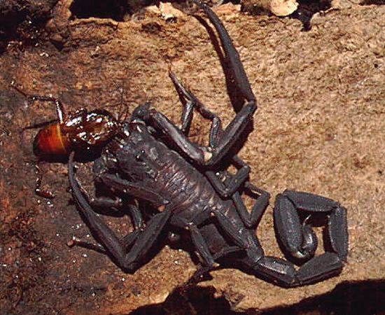 O escorpião-negro (Tityus cambridgei) é encontrado na Amazônia. Pode chegar a 8,5 cm, tem hábitos noturnos e se alimenta de aves.