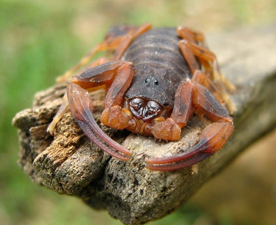 O escorpião-preto (Tityus bahiensis) pode ser encontrado em Goiás e nas regiões Sul e Sudeste do Brasil. Ele mede 6 cm, tem coloração escura e patas castanhas. É responsável pela maioria dos casos de picadas das áreas rurais do país. Uma criança picada pelo animal tem expectativa de vida de apenas 2 horas.