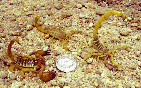 Escorpiões causam a morte de até 2 mil pessoas todos os anos. Pequenos e venenosos, eles podem se esconder em sapatos, frestas, buracos e entulhos enquanto aguardam a próxima vítima.