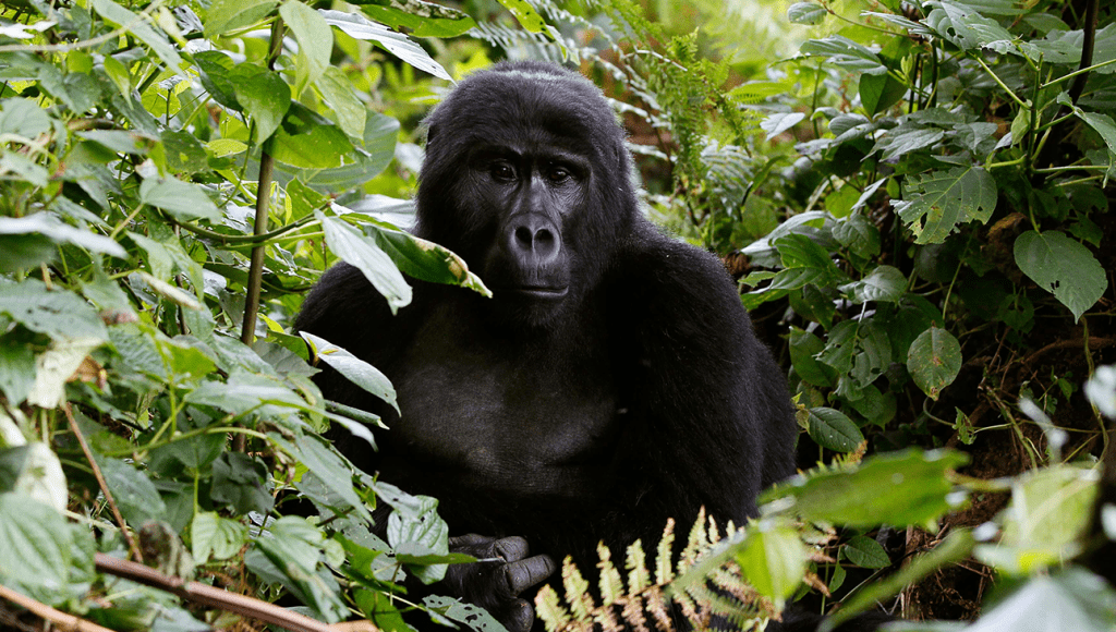 Este gigante da natureza está a um passo da extinção 1