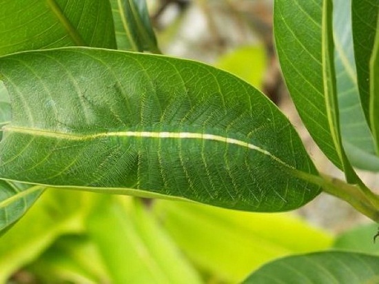Euthalia aconthea - Essa espécie de lagarta indiana desaparece nas folhagens. Os pequenos espinhos que cobre o seu corpo são confundidas com as nervuras das folhas. Euthalia aconthea - Essa espécie de lagarta indiana desaparece nas folhagens. Os pequenos espinhos que cobre o seu corpo são confundidas com as nervuras das folhas.
