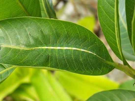 Euthalia aconthea - Essa espécie de lagarta indiana desaparece nas folhagens. Os pequenos espinhos que cobre o seu corpo são confundidas com as nervuras das folhas.