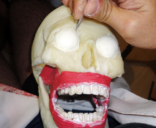 Todos que tiveram contato com as réplicas de peças cadavéricas obtiveram ótimos resultados no teste. Todos que tiveram contato com as réplicas de peças cadavéricas obtiveram ótimos resultados no teste.