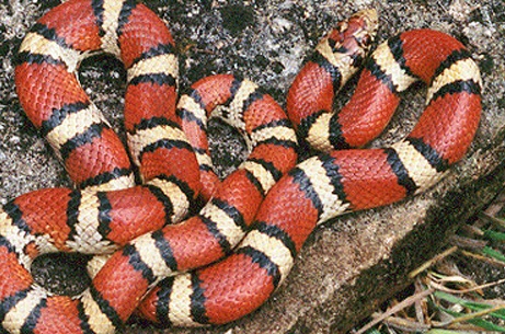 Que a cobra-coral é venenosa todo mundo sabe. Difícil mesmo é distingui-la da falsa-coral, que se alimenta apenas de insetos e pequenos répteis e não tem presas para inocular veneno. Quer dizer, você pode até ter decorado a diferença entre as duas. Mas, no susto, dificilmente terá tempo de parar para analisar o formato da cabeça e as ordem das cores. Que a cobra-coral é venenosa todo mundo sabe. Difícil mesmo é distingui-la da falsa-coral, que se alimenta apenas de insetos e pequenos répteis e não tem presas para inocular veneno. Quer dizer, você pode até ter decorado a diferença entre as duas. Mas, no susto, dificilmente terá tempo de parar para analisar o formato da cabeça e as ordem das cores.