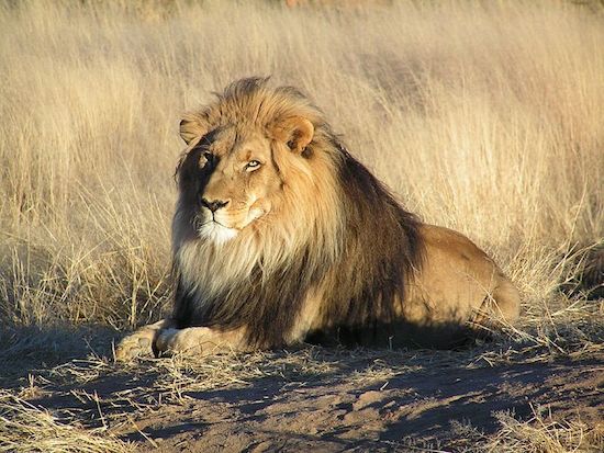 Não é por acaso que o leão é o rei da selva. Com uma combinação de agilidade, força e sentidos aguçados, eles são feitos para caçar. Em alguns momentos, a caça pode ser um ser humano. Mais de 100 pessoas morrem por ataques de leões todos os anos.
