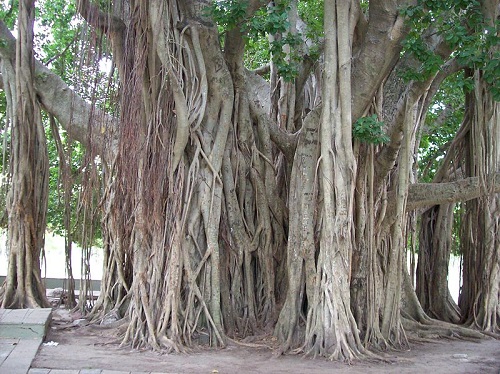 A figueira de bengala é típica de Bangladesh, Índia e do Sri Lanka. As raízes podem crescer tanto que se tornam parecidas com o tronco principal.
