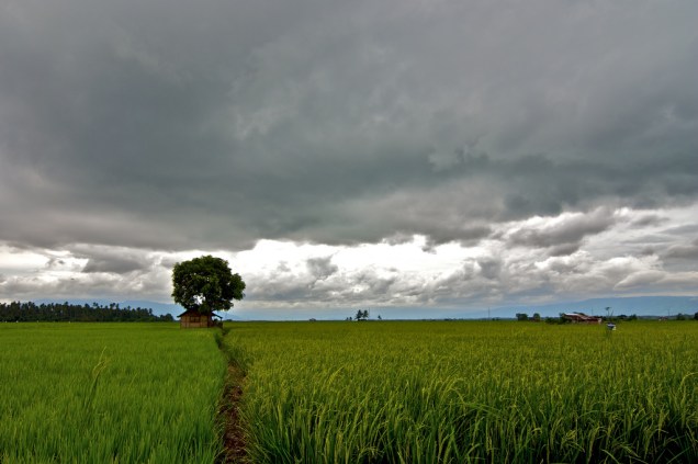 Historicamente devastadas pela atividade madeireira, as florestas filipinas sofrem também com a expansão agrícola. Algo preocupante em um país onde cerca de 80 milhões de pessoas dependem de recursos naturais das florestas para sobreviver.