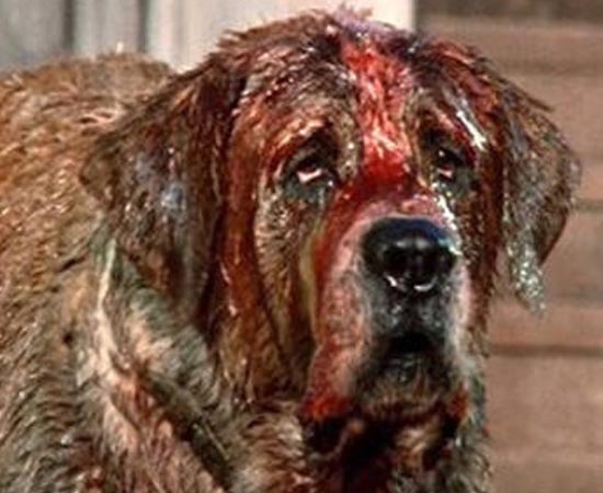 CUJO (Cujo - 1983) - Cujo, um cachorro São Bernardo é mordido por um morcego e infectado com raiva. A partir de então, a família dona do animal é aterrorizada. O filme é baseado no best-seller homônimo de Stephen King.