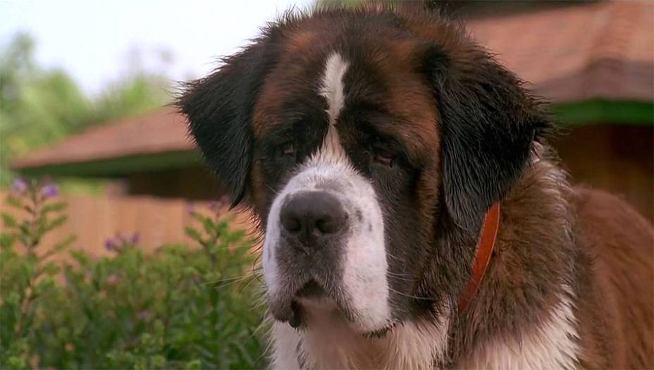 Mas nenhum "filme de cachorro" fez tanto barulho quanto <em>Beethoven </em>(1992). Depois desse, todo mundo sonhava em ter em casa um cäo da raça são bernardo. O que será que dá mais trabalho? Um cachorro do tamanho de Beethoven ou 99 filhotes de dálmatas?