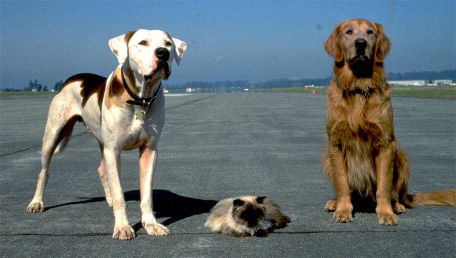 <em>A incrível jornada </em>(1993) tinha aventura, drama, cachorro, gato, criança - fórmula mágica para bilheterias astronômicas naquela década. Esse foi um dos primeiros filmes dos anos 1990 que mostrava animais conversando, como se fossem humanos. Na sequência, vários outros "filmes de cachorro" tomaram conta do cinema e da TV. 