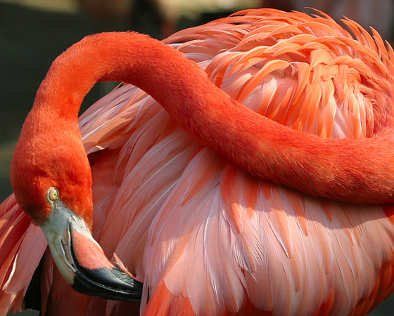 Um flamingo só consegue comer quando está virado de cabeça para baixo (oi??). É que o bico dessa ave é tão leve que flutua. E as suas comidas preferidas - algas - estão na superfície. Como o flamingo é pescoçudo, o jeito mais confortável é baixar o pescoço e ficar de ponta cabeça, como na foto.