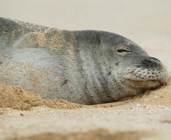 A Foca Monge do Havaí também se encontra entre os animais com maior risco de extinção. A pequena população, estimada em mil indivíduos, é ameaçada por lixo marinho, caça predatória, comércio ilegal de peles e doenças. É bom lembrar que sua prima, Foca Monge do Caribe, foi extinta em na década de 1950.