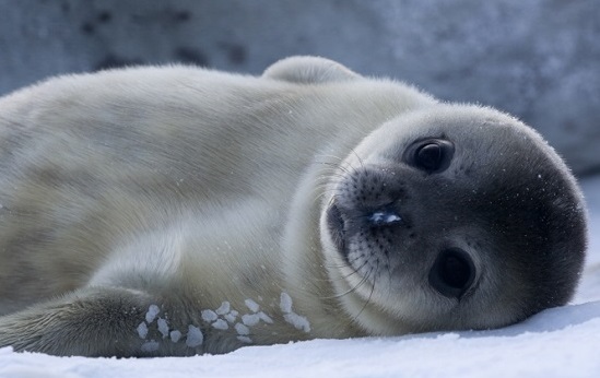 Os bigodes das focas têm uma função muito além da estética - servem para perceber mudanças na água e notar a presença de um peixe, mesmo que distante.