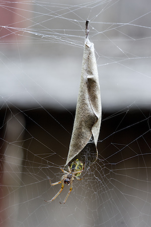 Essa aranha australiana constrói sua toca curvando uma folha e colando as extremidades com teia. Depois, é só se esconder lá dentro até que a presa se aproxime. Essa aranha australiana constrói sua toca curvando uma folha e colando as extremidades com teia. Depois, é só se esconder lá dentro até que a presa se aproxime.