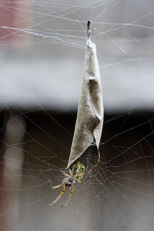 Essa aranha australiana constrói sua toca curvando uma folha e colando as extremidades com teia. Depois, é só se esconder lá dentro até que a presa se aproxime.