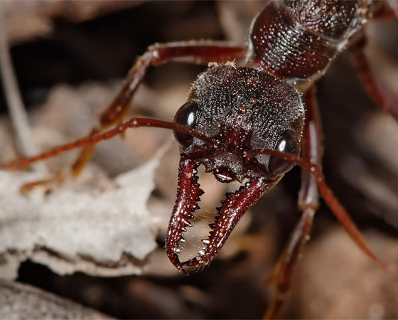 Para cada humano sobre a Terra, existe um milhão e meio de formigas (acho que vai faltar doce para todo mundo).