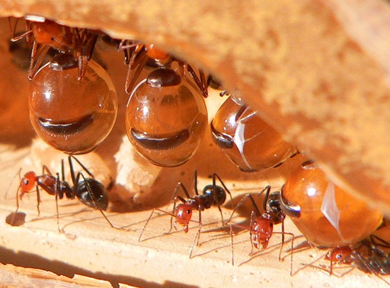 Sem predador nas cidades, as formigas se multiplicam aos milhões. Sempre que sua cozinha estiver infestada de formigas, procure atacar o ninho, entre a argamassa e os azulejos da área atingida.
