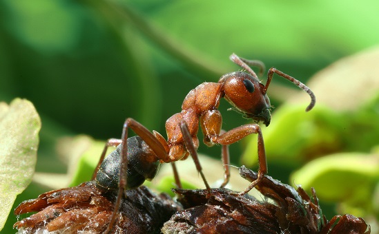 Para alguns cientistas, existem formigas que são capazes de perceber a aproximação de terremotos, alterando seu comportamento para evitar os efeitos do fenômeno.