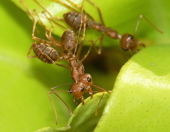 As formigas tecelãs australianas trabalham em conjunto para construir ninhos a partir de folhas. Nem as lavas são poupadas do processo: a seda que produzem serve para selar o abrigo. As formigas tecelãs australianas trabalham em conjunto para construir ninhos a partir de folhas. Nem as lavas são poupadas do processo: a seda que produzem serve para selar o abrigo.