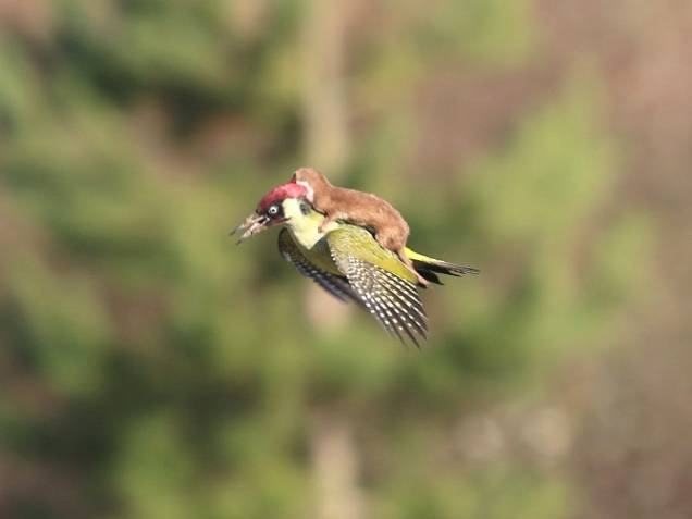 A imagem de um pica-pau carregando um furão foi feita num parque em Londres, em março, pelo fotógrafo amador Martin Le-May. A dupla aterrissou perto do fotógrafo, que disse ter temido pelo pica-pau. A imagem de um pica-pau carregando um furão foi feita num parque em Londres, em março, pelo fotógrafo amador Martin Le-May. A dupla aterrissou perto do fotógrafo, que disse ter temido pelo pica-pau.