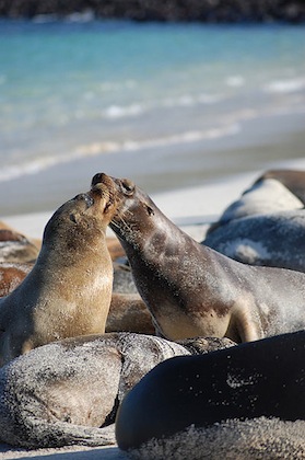 GALÁPAGOS <BR>