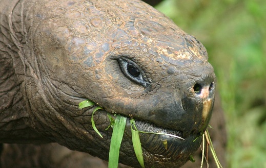 Charles Darwin e sua obra <i>A Origem das Espécies</i> deram fama mundial às Ilhas Galápagos, no Oceano Pacífico. As ilhas equatorianas servem de casa para as maiores tartarugas do mundo. Charles Darwin e sua obra <i>A Origem das Espécies</i> deram fama mundial às Ilhas Galápagos, no Oceano Pacífico. As ilhas equatorianas servem de casa para as maiores tartarugas do mundo.