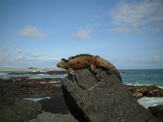 Primeiro Parque Nacional do Equador, Galápagos é um arquipélago famoso graças ao britânico Charles Darwin e a Teoria da Evolução. Primeiro Parque Nacional do Equador, Galápagos é um arquipélago famoso graças ao britânico Charles Darwin e a Teoria da Evolução.