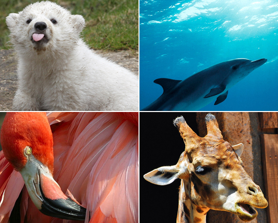 Num ambiente selvagem, nunca se sabe quando virá a próxima refeição. Por isso, o lobo-cinzento consegue comer até 10 kg de carne de uma única vez (e você achando que exagerou no último churrasco
). Ela fica lá, no estômago, esperando para ser digerida. Num ambiente selvagem, nunca se sabe quando virá a próxima refeição. Por isso, o lobo-cinzento consegue comer até 10 kg de carne de uma única vez (e você achando que exagerou no último churrasco
). Ela fica lá, no estômago, esperando para ser digerida.