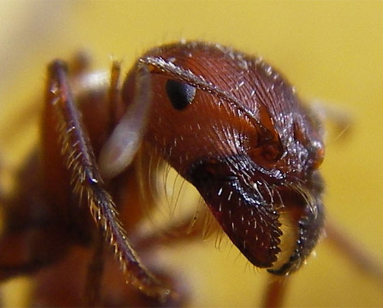 Elas já formavam a sociedade mais evoluída da Terra há cerca de 10 milhões de anos. São fortes, espertas e trabalham em grupo melhor que nós. Conheça alguns tipos exóticos de formigas.