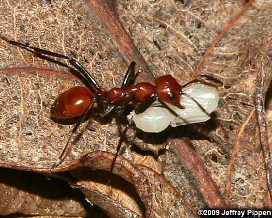 ESCRAVAGISTA - Algumas formigas se intrometem em colônias de outras espécies para aproveitar os benefícios de um formigueiro mais organizado. A <i>Polyergus lucidus</i>, do sul dos EUA, é ainda mais esperta. Como ela é incapaz de coletar alimento, usa suas mandíbulas para sequestrar larvas da espécie <i>Formica incerta</i>. Quando crescem, elas trabalham como operárias escravas no formigueiro alheio.