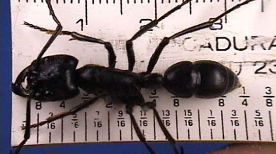 GIGANTE - A maior formiga operária do mundo é brasileira (é tetraaa!). A <i>Dinoponera gigantea</i>, encontrada no Maranhão e na região Norte, pode chegar a medir 4 cm. Mas, se as rainhas, que geralmente são maiores, entrarem no páreo, quem vence são as formigas do gênero <i>Dorylus</i>, que passam dos 4 cm por alguns milímetros. Já a <i>Solenopsis molesta</i>, com 0,5 mm, é tida como a menor do mundo. Mas não há consenso sobre isso. GIGANTE - A maior formiga operária do mundo é brasileira (é tetraaa!). A <i>Dinoponera gigantea</i>, encontrada no Maranhão e na região Norte, pode chegar a medir 4 cm. Mas, se as rainhas, que geralmente são maiores, entrarem no páreo, quem vence são as formigas do gênero <i>Dorylus</i>, que passam dos 4 cm por alguns milímetros. Já a <i>Solenopsis molesta</i>, com 0,5 mm, é tida como a menor do mundo. Mas não há consenso sobre isso.
