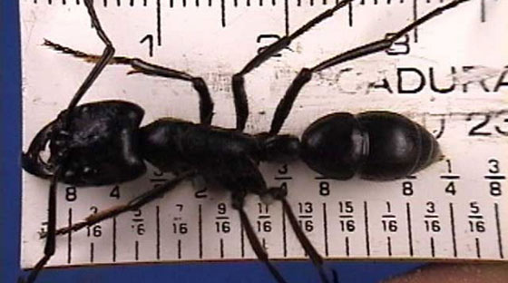 GIGANTE - A maior formiga operária do mundo é brasileira (é tetraaa!). A <i>Dinoponera gigantea</i>, encontrada no Maranhão e na região Norte, pode chegar a medir 4 cm. Mas, se as rainhas, que geralmente são maiores, entrarem no páreo, quem vence são as formigas do gênero <i>Dorylus</i>, que passam dos 4 cm por alguns milímetros. Já a <i>Solenopsis molesta</i>, com 0,5 mm, é tida como a menor do mundo. Mas não há consenso sobre isso.