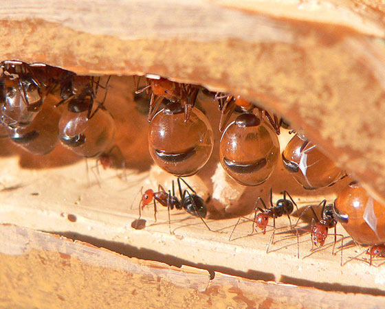 PRECAVIDA - Algumas operárias de espécies nativas de regiões áridas são capazes de acumular uma quantidade absurda de comida no seu abdome. Uma colônia inteira do gênero <i>Myrmecocystus</i> pode chegar a armazenar 1 quilo. A reserva de alimento - que é uma solução açucarada extraída das plantas - mantém o formigueiro inteiro de barriga cheia durante o período de seca